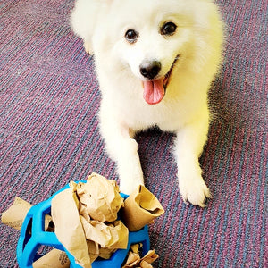 Dog enrichment Idea with Jumbo size JW Hol-Ee Roller