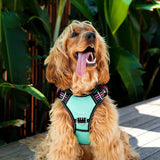 DOOG Neotech Heavy Duty Dog Harness-- Rin Tin Tin