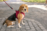 Curli Air Mesh Clasp Best Dog Harness