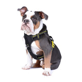 DOOG Neotech Heavy Duty Dog Harness-- Bolt