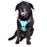 DOOG Neotech Heavy Duty Dog Harness-- Rin Tin Tin