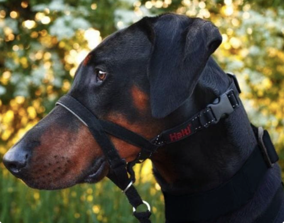 Halti Training Dog Headcollar