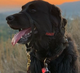 Halti Training Dog Headcollar