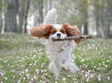 DOOG Stick Dog Fetch Toy--Twiggy
