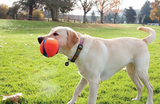 Chuckit! Fumble Fetch Dog Toy