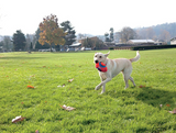 Chuckit! Fumble Fetch Dog Toy