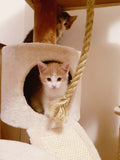 ( In Store Pick Up ONLY)Large Cat Paw Condo