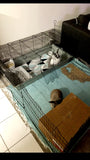 Indoor rabbit set up
rabbit set up with playpen
