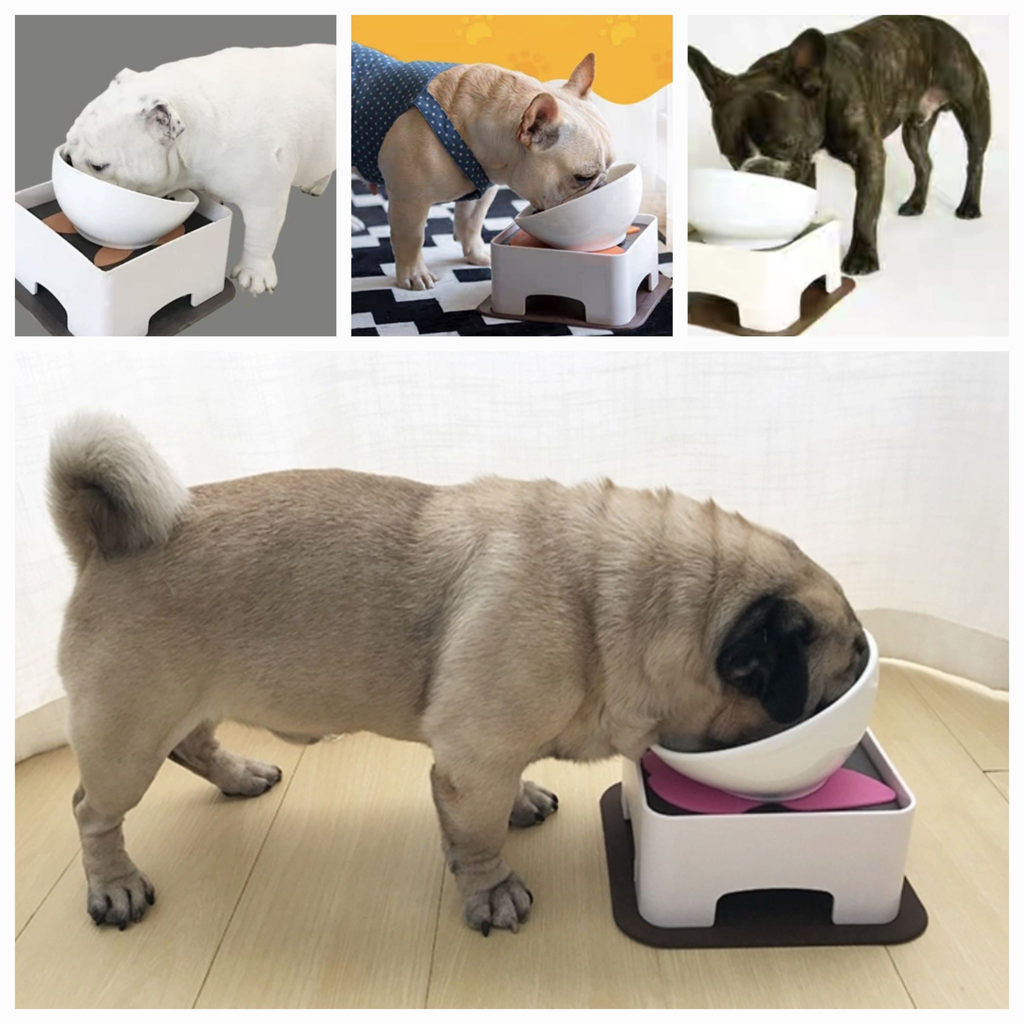 French Bulldog Rescue French Bulldog Bowls French Bulldog