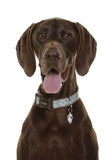 DOOG Neoprene Dog Collar - Benji