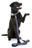 DOOG Neoprene Dog Collar - Pongo